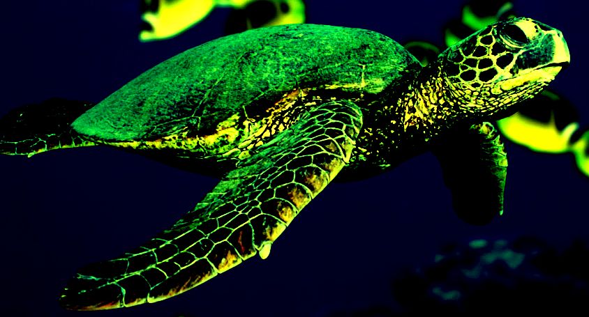 Green Sea Turtle.jpg