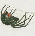 spider.jpg